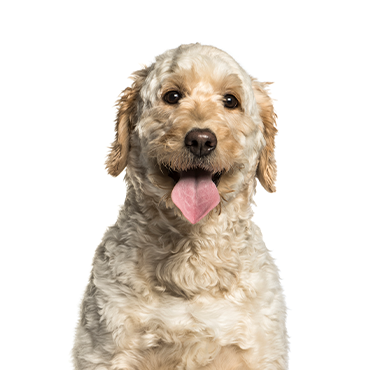 https://www.petlandfortmyers.com/wp-content/uploads/2022/06/Goldendoodle.png