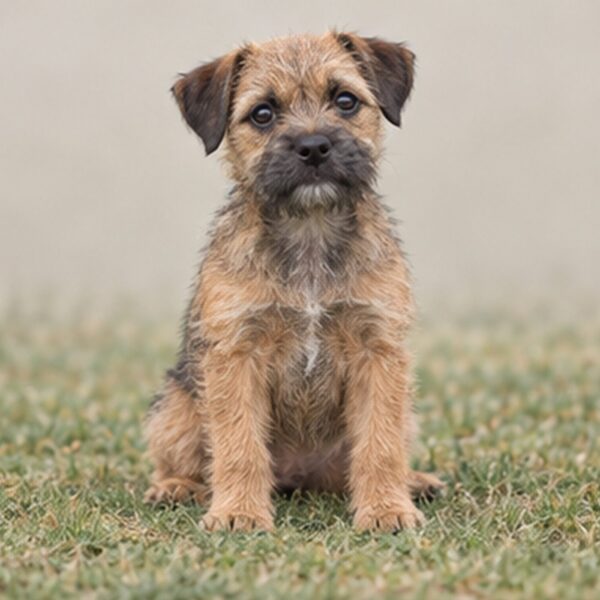 Border-Terrier
