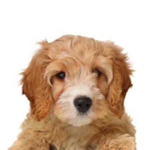 Cavapoo