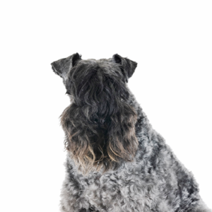 Kerry Blue Terrier