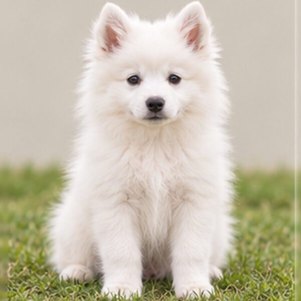 American-Eskimo