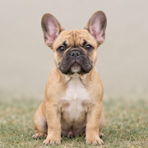 French-Bulldog