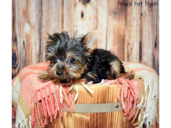 Yorkshire Terrier DOG Male Black & Tan 19667 Petland Fort Myers, Florida