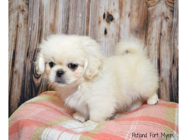 Lhasa Apso/Pekingese DOG Male Cream 19676 Petland Fort Myers, Florida