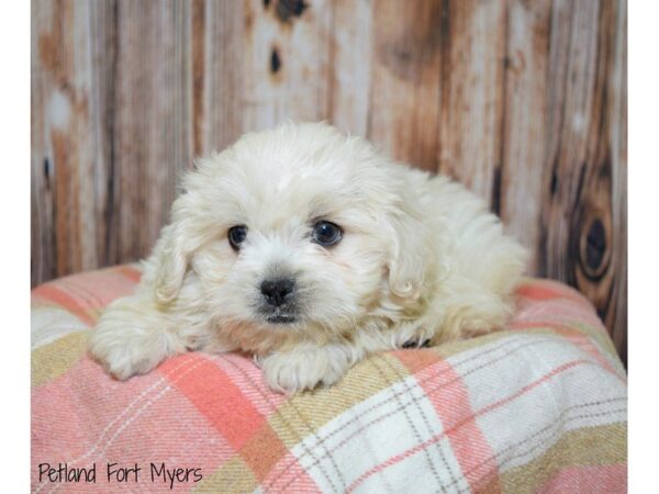 Pekingese/Poodle DOG Male Cream 19727 Petland Fort Myers, Florida