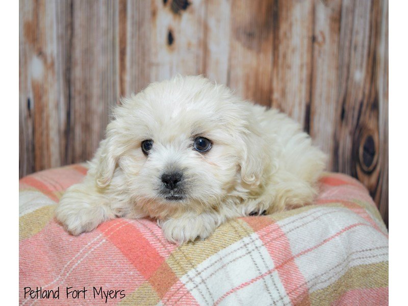 Pekingese Poodle Dog Male Cream 2499783