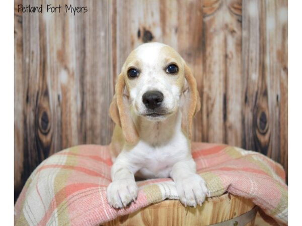 Beagle-DOG-Male-Lemon & White-19749-Petland Fort Myers, Florida