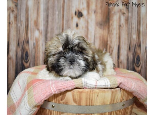 Shih Tzu DOG Male Brindle & White 19762 Petland Fort Myers, Florida