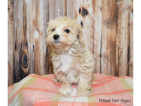 Poodle/Bichon DOG Male Cream & Red 19777 Petland Fort Myers, Florida