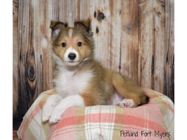 Shetland Sheepdog-DOG-Male-Sable & White-19804-Petland Fort Myers, Florida