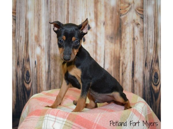 Miniature Pinscher DOG Male Black & Tan 19800 Petland Fort Myers, Florida