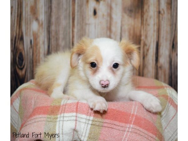 Toy Australian Shepherd DOG Male Cream & White 19797 Petland Fort Myers, Florida