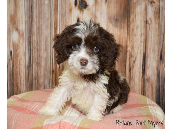 Cocker Spaniel / Poodle DOG Male Chocolate & White 19794 Petland Fort Myers, Florida