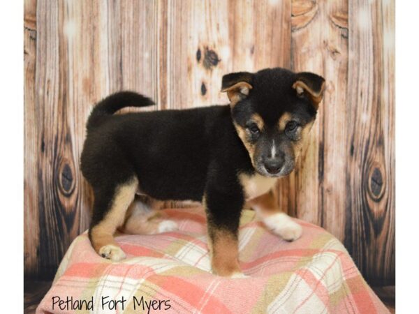 Shiba Inu DOG Female Black & Tan 19791 Petland Fort Myers, Florida