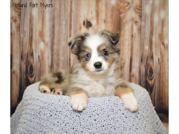 Australian Shepherd DOG Male Blue Merle 19773 Petland Fort Myers, Florida