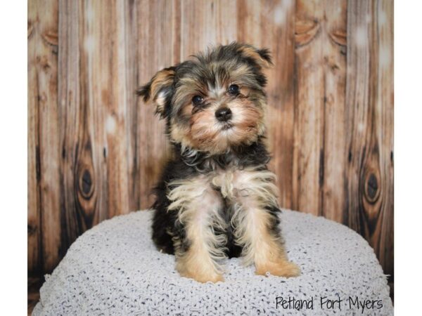 Morkie (Maltese/Yorkshire Terrier)-DOG-Female-Black & Tan-19826-Petland Fort Myers, Florida