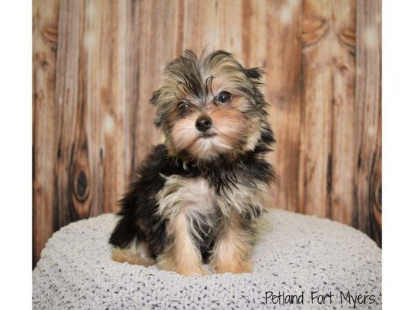 Morkie (Yorki/Maltese) DOG Female Black & Tan 19825 Petland Fort Myers, Florida