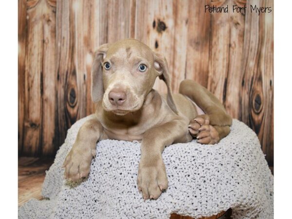 Weimaraner DOG Female Silver Grey 19819 Petland Fort Myers, Florida