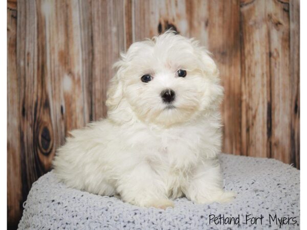 Maltese DOG Male White, Black pts 19815 Petland Fort Myers, Florida