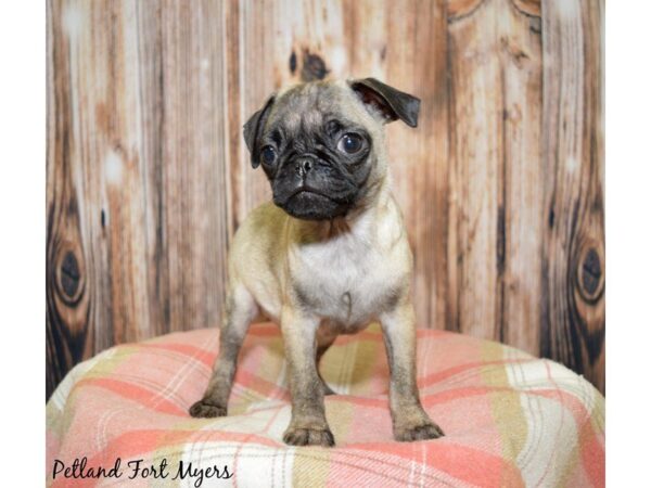 Pug-DOG-Female-Fawn-19838-Petland Fort Myers, Florida