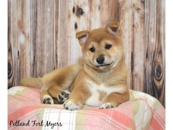 Shiba Inu DOG Male Red Sesame 19839 Petland Fort Myers, Florida