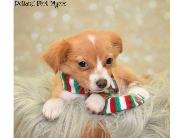 Chihuahua Mix DOG Male Red & White LC 19787 Petland Fort Myers, Florida