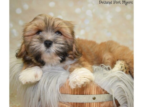 Lhasa Apso DOG Male Gold 19801 Petland Fort Myers, Florida