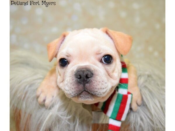 French Bulldog DOG Male Cream 19869 Petland Fort Myers, Florida