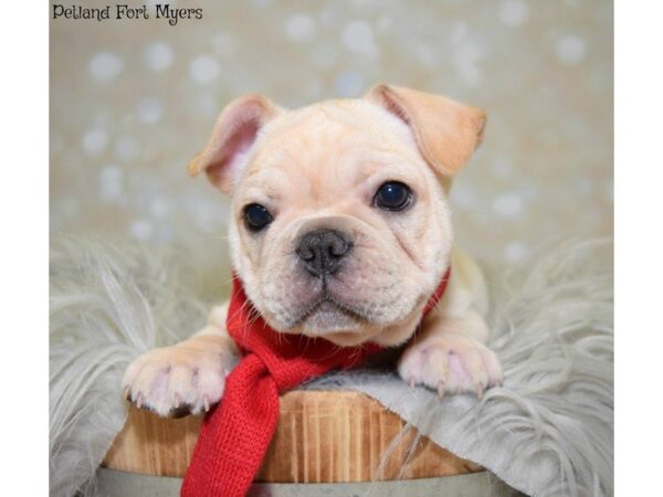 French Bulldog DOG Male Cream 19868 Petland Fort Myers, Florida