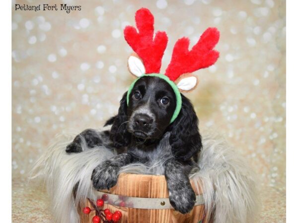 English Springer Spaniel DOG Male Gray, Black & White 19867 Petland Fort Myers, Florida