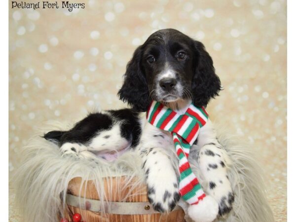 English Springer Spaniel DOG Male Black & White 19866 Petland Fort Myers, Florida