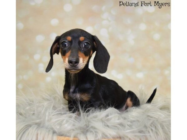 Dachshund DOG Female Black & Tan 19860 Petland Fort Myers, Florida