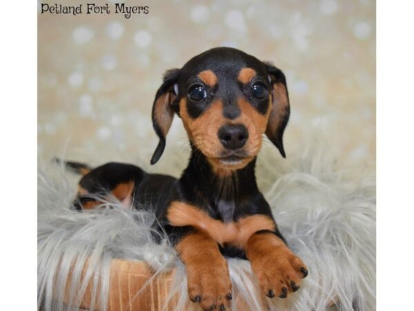 Dachshund DOG Female Black & Tan 19859 Petland Fort Myers, Florida