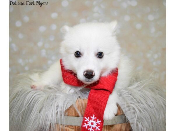 American Eskimo DOG Male White 19856 Petland Fort Myers, Florida