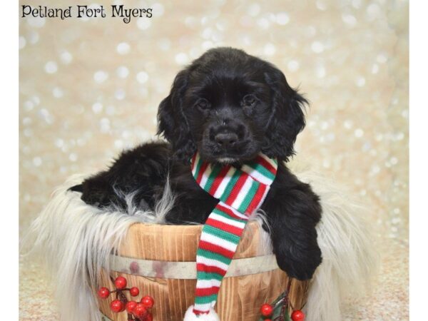 Cocker Spaniel DOG Male Black 19853 Petland Fort Myers, Florida