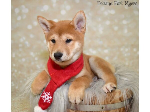 Shiba Inu DOG Male Red 19849 Petland Fort Myers, Florida