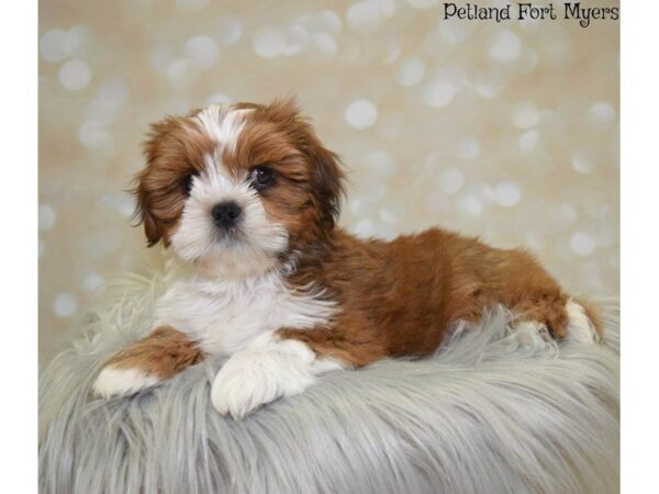 Lhasa Apso DOG Male Red Gold 19879 Petland Fort Myers, Florida