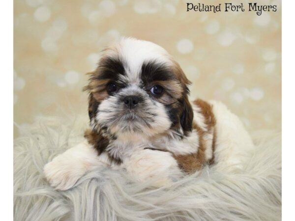 Shih Tzu DOG Female Red & White 19876 Petland Fort Myers, Florida