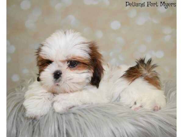 Lhasa Apso DOG Female Red & Gold, Prti 19880 Petland Fort Myers, Florida