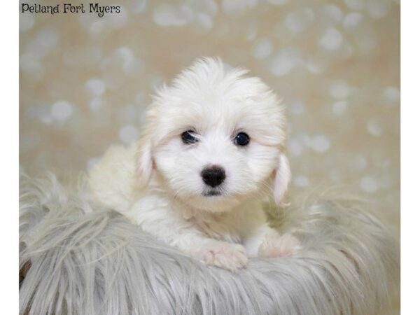 Coton De Tulear DOG Male Cream 19881 Petland Fort Myers, Florida