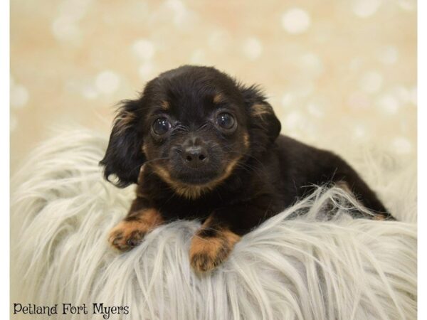 Chihuahua/Dachshund DOG Female Black & Tan 19884 Petland Fort Myers, Florida