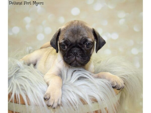 Pug DOG Male Fawn 19890 Petland Fort Myers, Florida