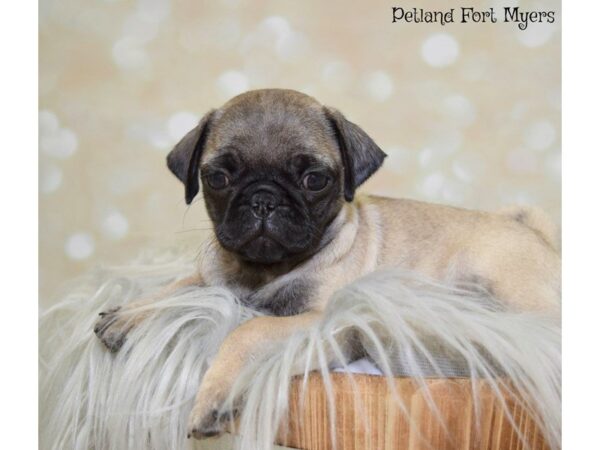 Pug DOG Female Fawn 19891 Petland Fort Myers, Florida