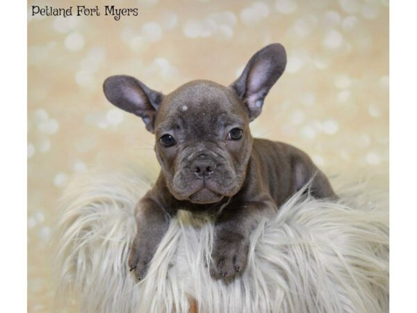 French Bulldog DOG Male Blue 19900 Petland Fort Myers, Florida