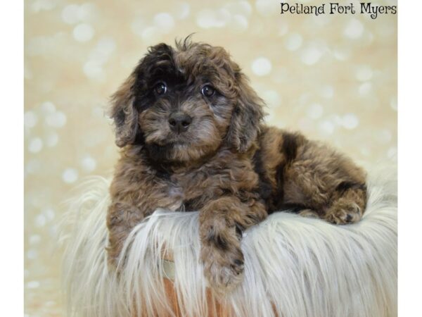 Miniature Whoodle DOG Female Merle 19899 Petland Fort Myers, Florida