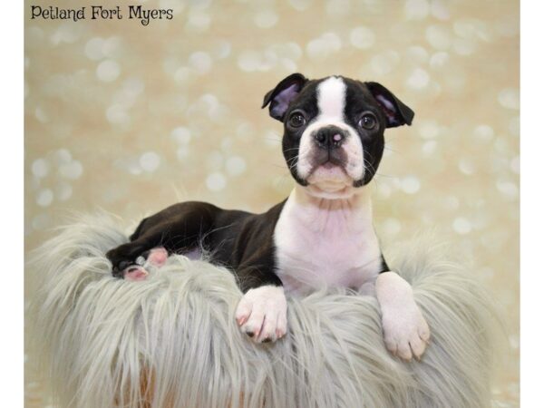 Boston Terrier DOG Male Black Brindle & White 19901 Petland Fort Myers, Florida