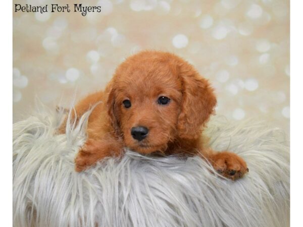 Miniature Labradoodle DOG Male Apricot 19896 Petland Fort Myers, Florida