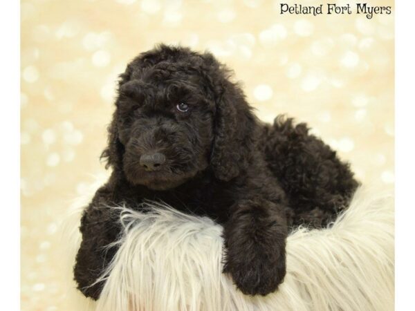 Goldendoodle 2nd Generation DOG Male Black 19889 Petland Fort Myers, Florida