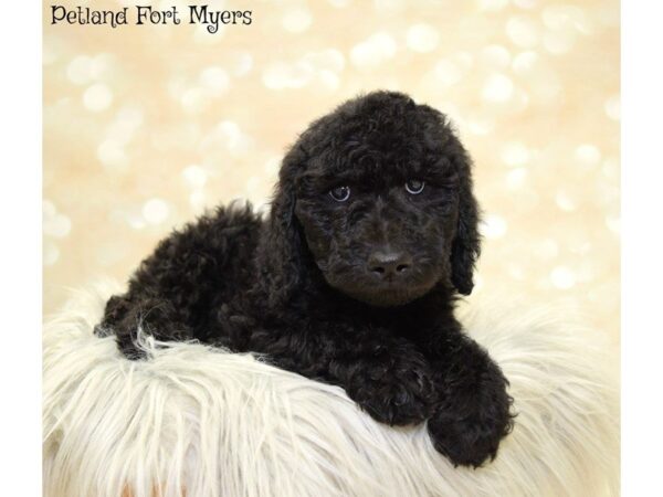 Goldendoodle 2nd Generation DOG Female Black 19888 Petland Fort Myers, Florida