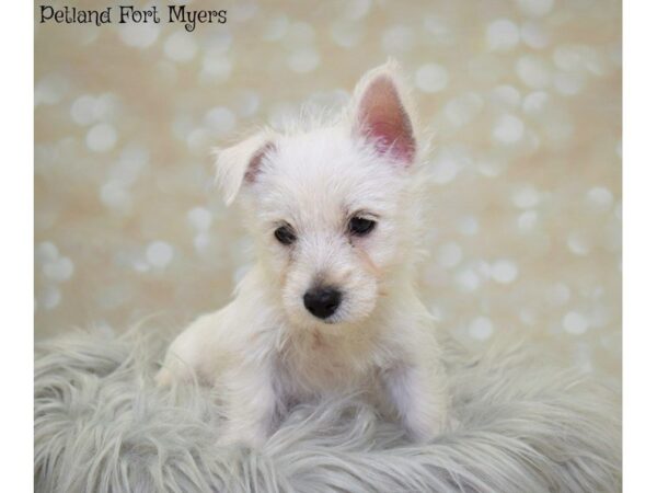 West Highland White Terrier DOG Female White 19887 Petland Fort Myers, Florida